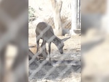 Venado que toma agua acumulada de un charco.