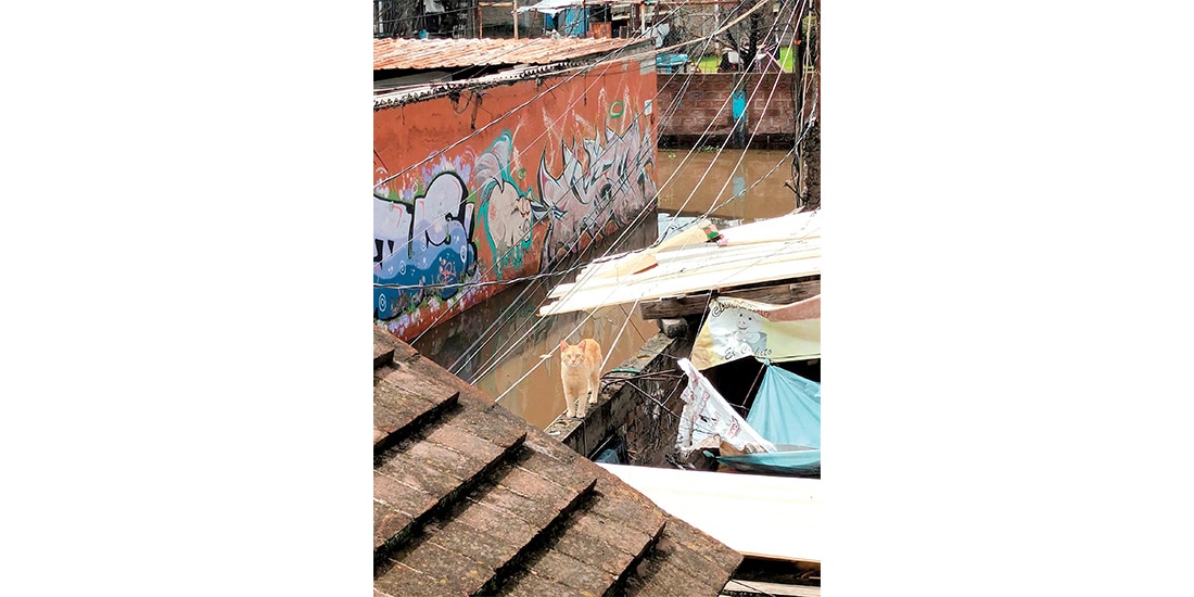 Un gato camina sobre una barda por la inundación en Tláhuac, el 11 de septiembre.