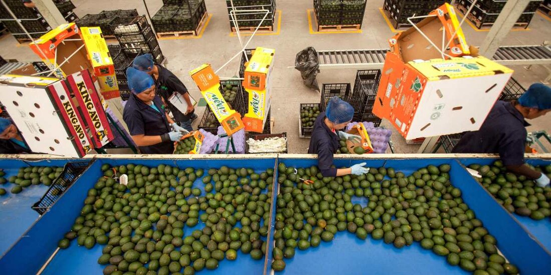 La Secretaría de Agricultura destacó que se trata del tercer mayor saldo positivo en 27 años.