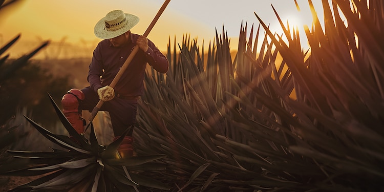Los paisajes del agave son una verdadera postal.