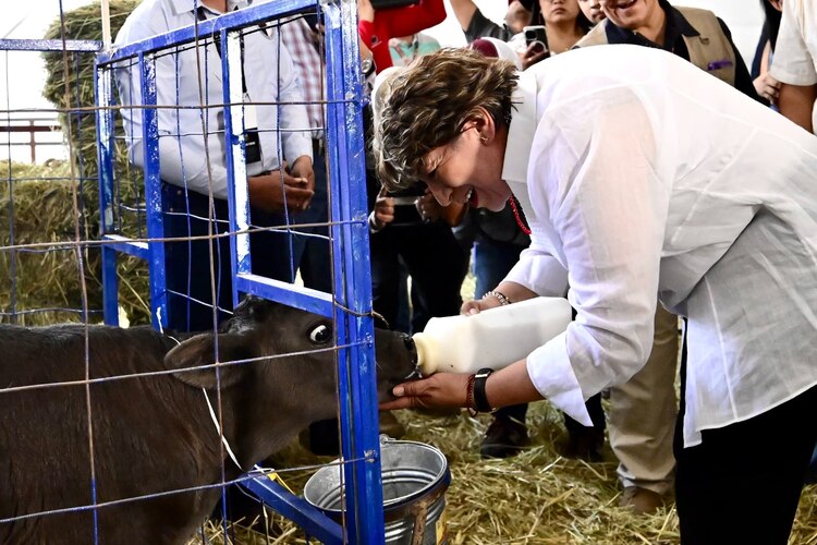 Feria Internacional del Caballo 2025 impulsa adopción.
