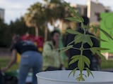 La Ssa estará a cargo de la vigilancia de la calidad, pureza y contenido de los medicamentos.