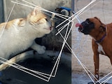 Los perros y gatos también padecen golpes de calor por las altas temperaturas.