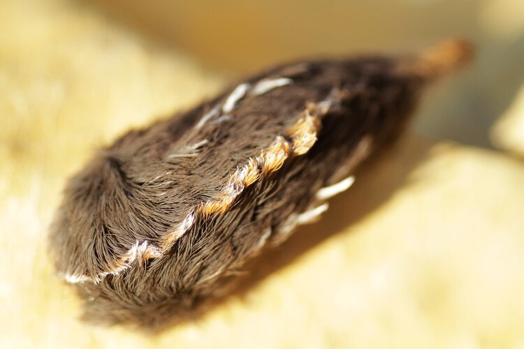 Advierten por la oruga peluche, un animal con una toxina que provoca dolorosos síntomas.