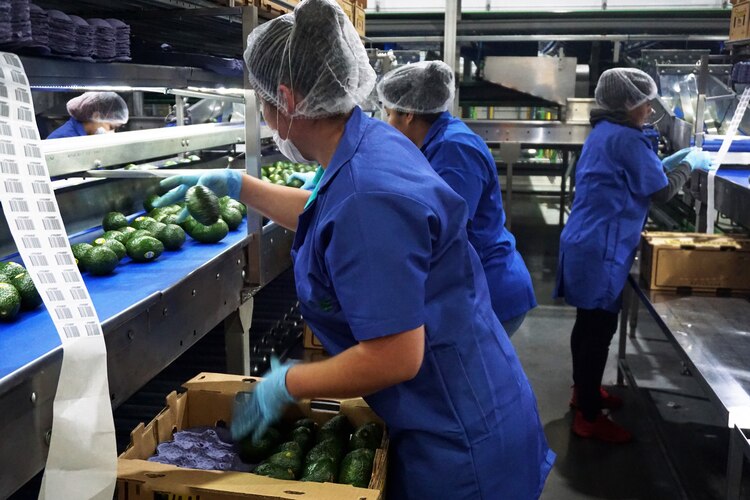 Productores de aguacate exportan más de 135 mil toneladas