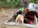 Perritos son llevados a bordo de una lancha ante las severas inundaciones en Tabasco.