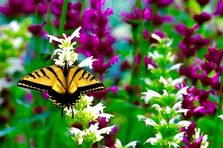 Abejas y mariposas acuden diariamente al Jardín Hidalgo tras la siembra de flora nativa.