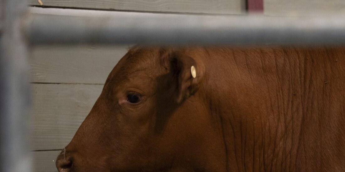 El ganado contaminado con la plaga del gusano barrenador, el 29 de abril de 2025.