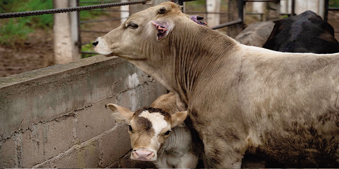 Estados Unidos suspende exportaciones de animales a México.