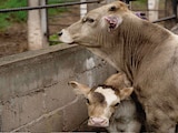 Estados Unidos suspende exportaciones de animales a México.