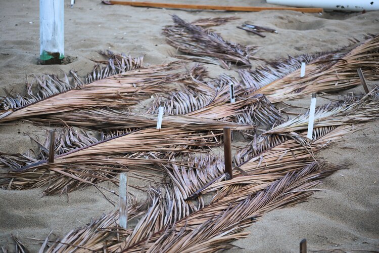 Con palitos de madera se marcan los lugares exactos donde se están incubando los huevos de las tortugas