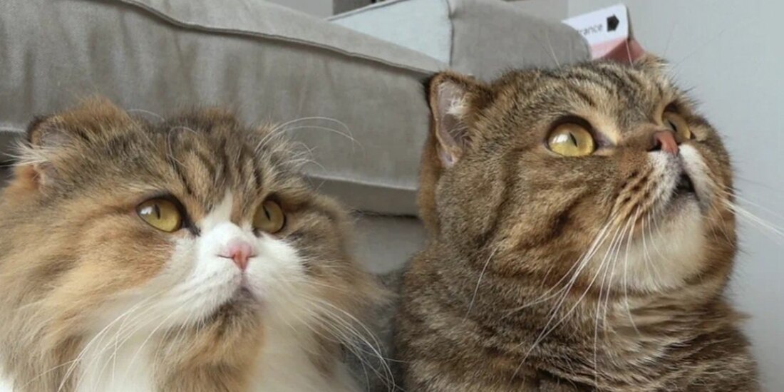 Video de TikTok muestra el efecto del papel aluminio en un gato