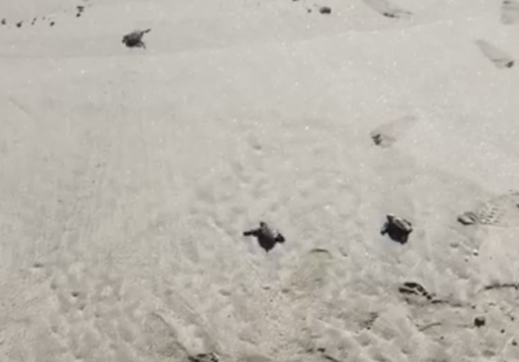 Cada año, miles de tortugas golfinas llegan a costas mexicanas a desovar; las autoridades se encargan de proteger los huevos hasta que eclosionan, para posteriormente liberarlos.