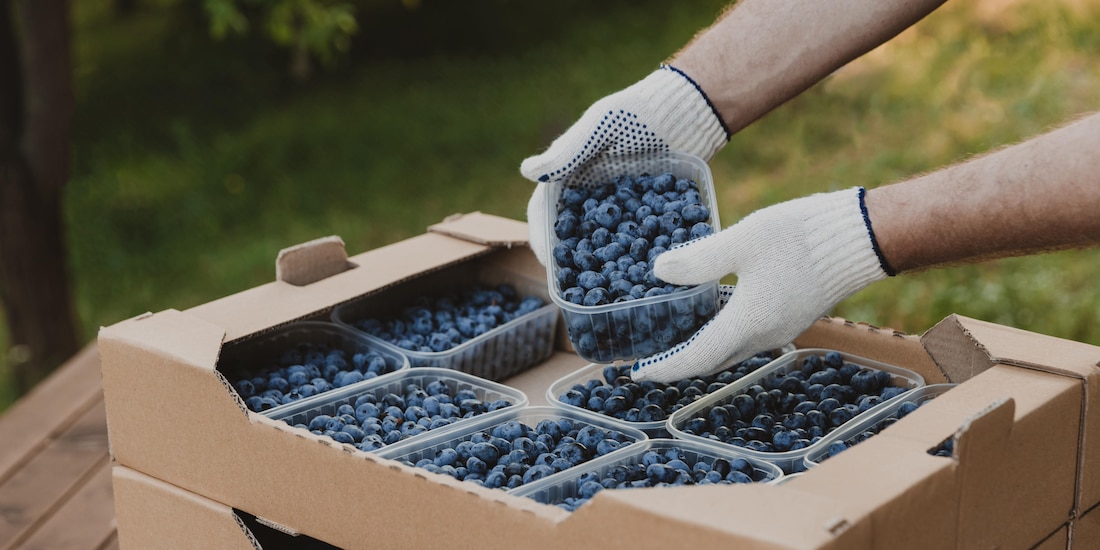 Producción de berries.