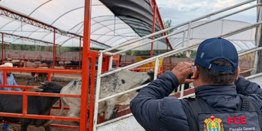 Roban 35 vacas en Veracruz y aparecen en el Edomex