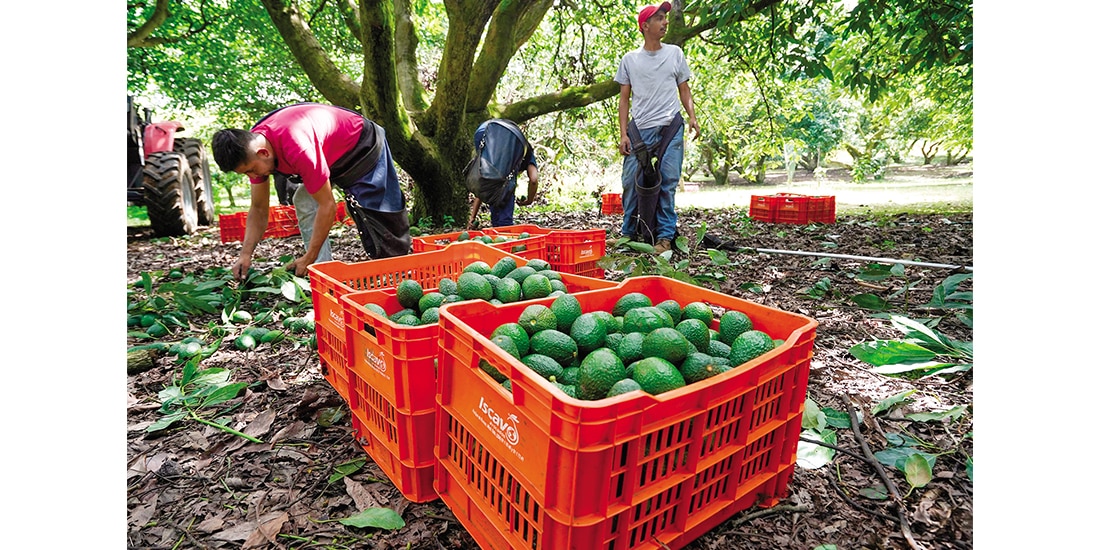 Recolectores en Michoacán, en septiembre pasado.
