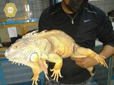 Rescatan a iguana de un metro de largo de calles de la Miguel Hidalgo.