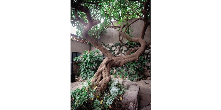 Árbol centenario que se conserva en el inmueble.
