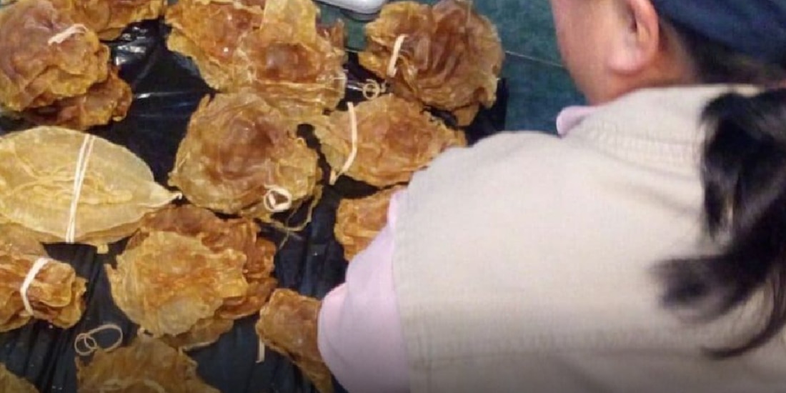 Imagen ilustrativa de vejigas natatorias de totoaba