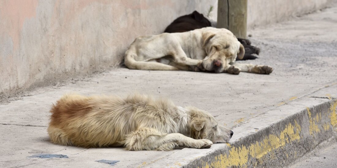 Este 2024 hay más reportes sobre abandono animal.