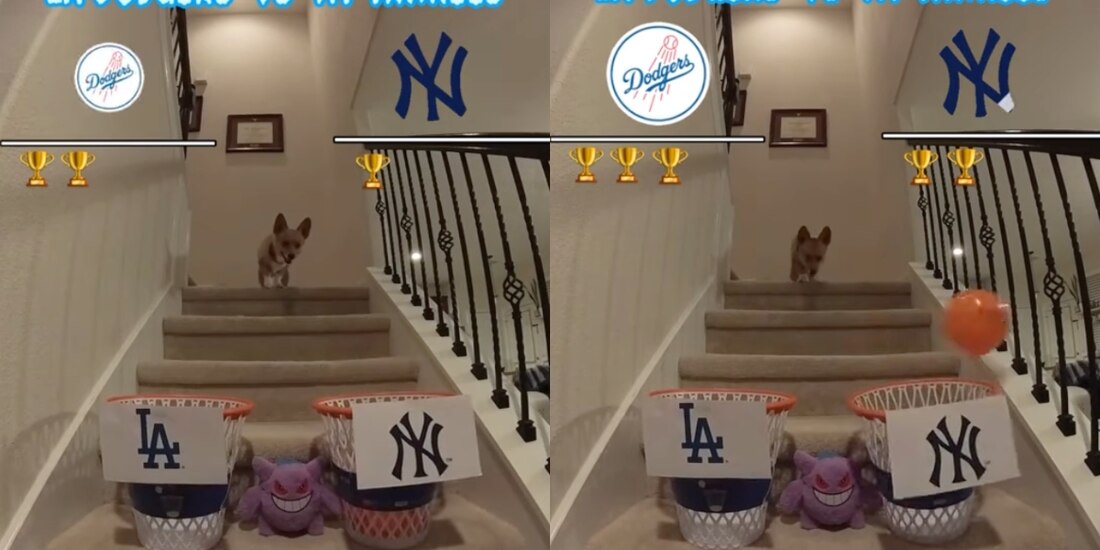 Un perro hizo una divertida dinámica para predecir al vencedor de la Serie Mundial 2024 entre Dodgers y Yankees.
