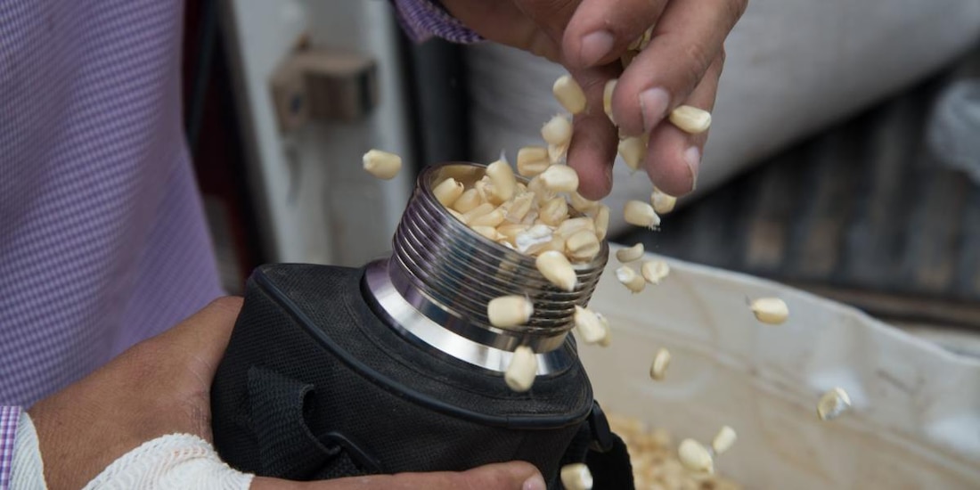 Segalmex reporta avance de 73% en compras de maíz blanco a productores.