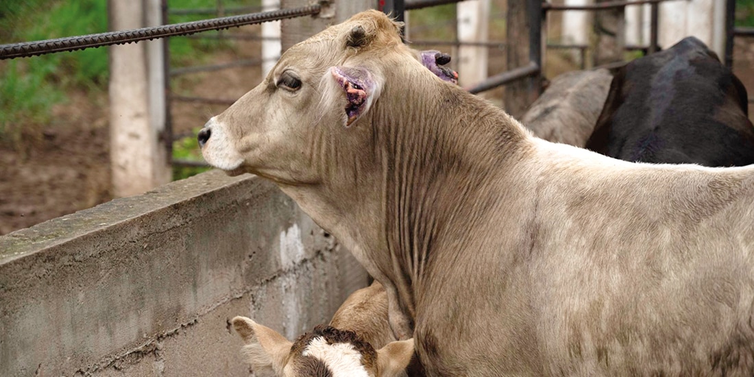 Ganado y becerro chiapaneco bajo vigilancia, en julio de este año.