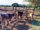 Gusano barrenador da golpe de 1,800 mdd