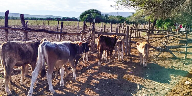 Pérdidas por gusano barrenador en México rebasan 1.4 mil mdd