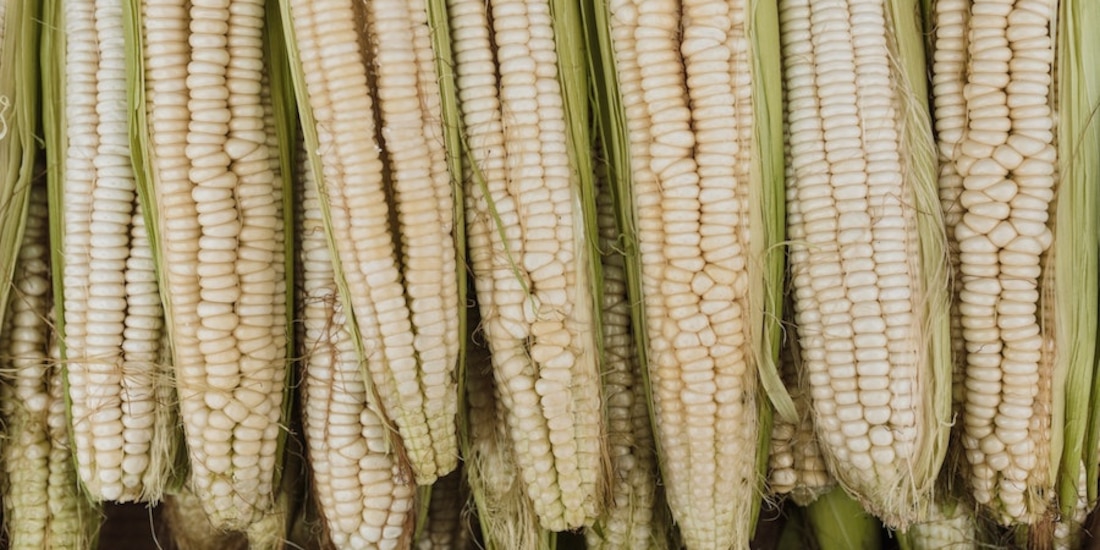 Gobierno de México anuncia consultas con productores sobre maíz blanco.