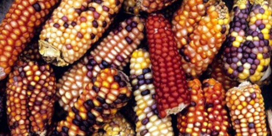 Maíz mexicano.