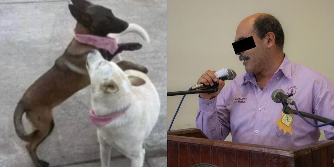 Bubba y Canela, las dos perritas fueron presuntamente asesinadas por el alcalde y otros hombres.