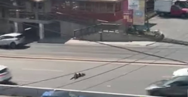 Mujer atropellada en Monterrey es identificada como Hortensia Guardado Sánchez