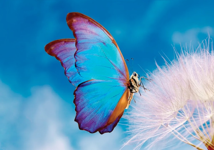 Imagen de una mariposa