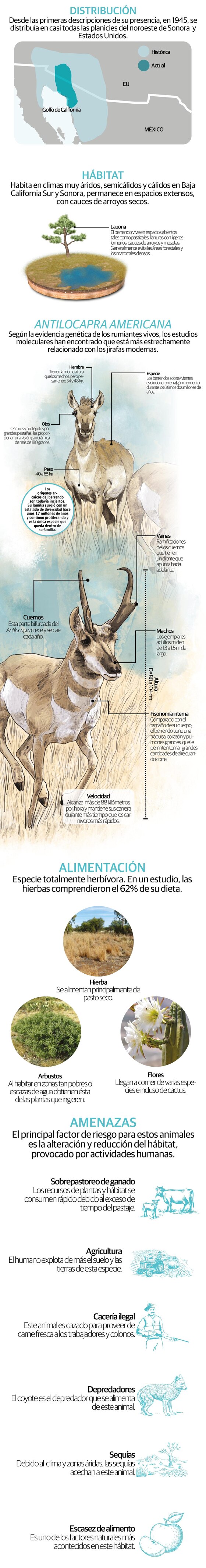 Berrendo, el mamífero más veloz de América que sobrevive a sequías, pero no a la caza