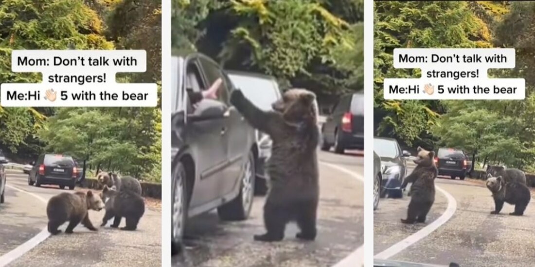 Oso se vuelve viral en TikTok por saludar a un automovilista en la carretera.