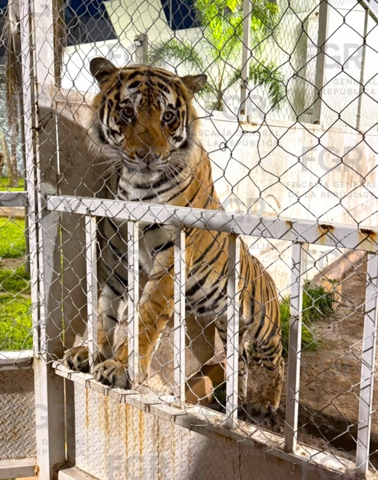 Un ejemplar de tigre de bengala asegurado tras cateo en San Luis Potosí.