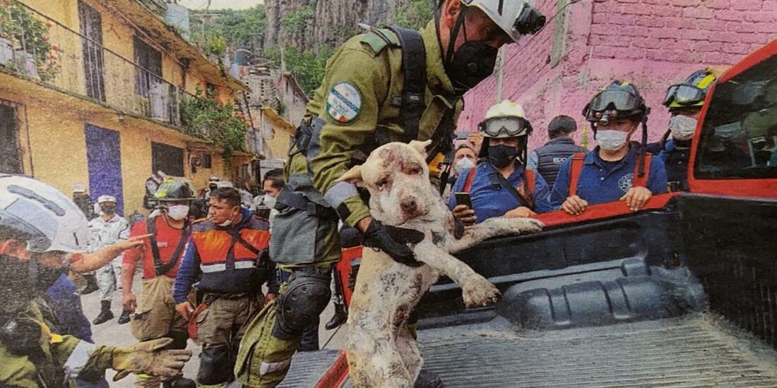 El Ejército rescató a un perro debajo de la zona siniestrada en Tlalnepantla.