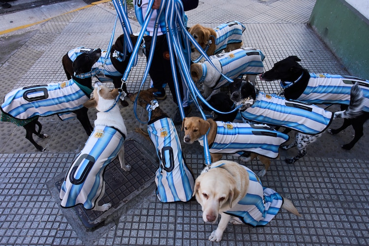 Los perros hinchas.