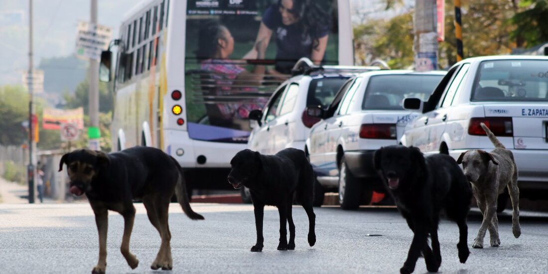 Imagen ilustrativa de perros callejeros