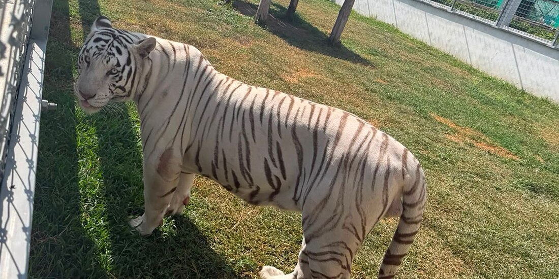 Entre las especies aseguradas y puestas a disposición de las autoridades está un tigre de Bengala.