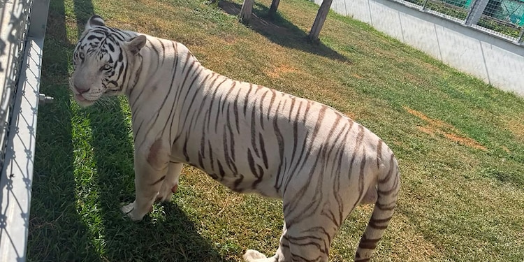 Entre las especies aseguradas y puestas a disposición de las autoridades está un tigre de Bengala.