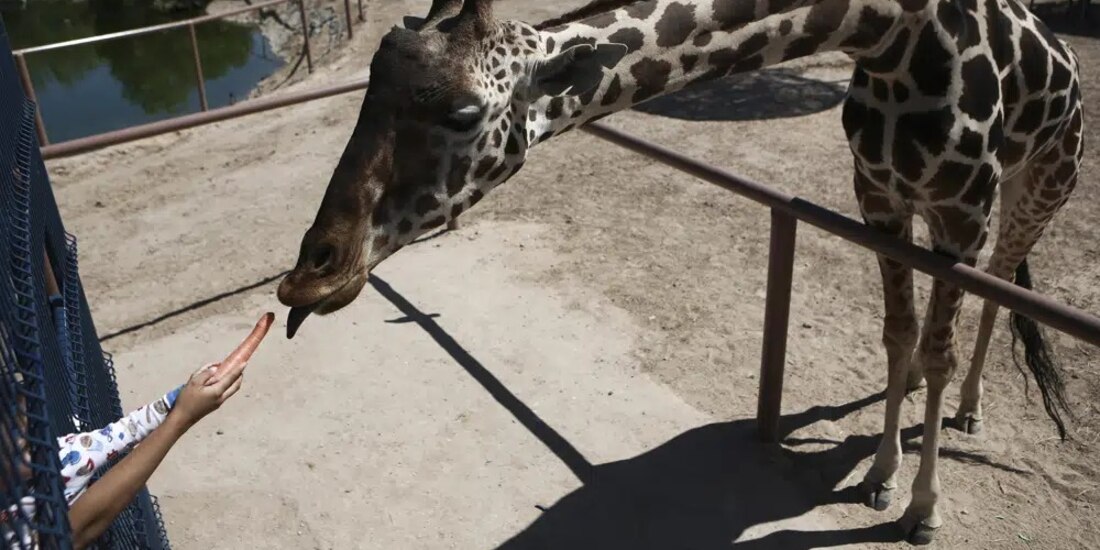 Un niño le ofrece una zanahoria a la jirafa Benito, en el Parque Central, gestionado por el gobierno municipal, en Ciudad Juárez, México.