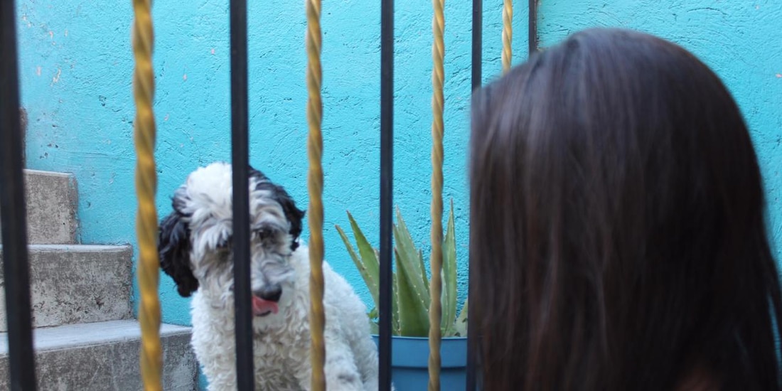El Hospital Veterinario de la Ciudad de México puede ser la mejor opción de tu mascota 