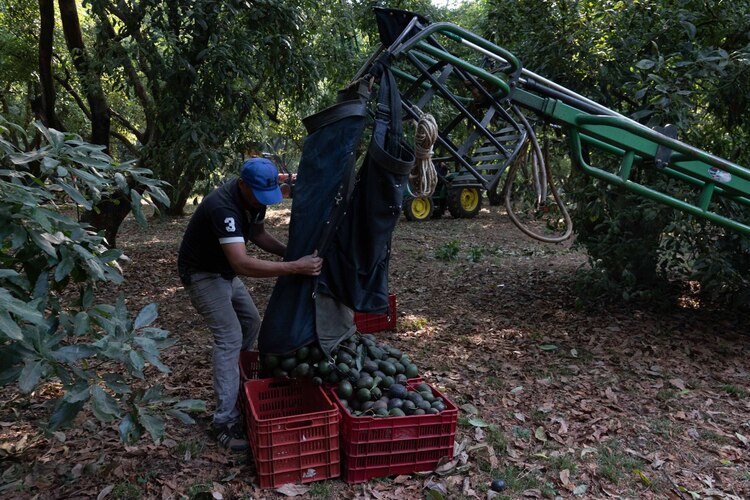 Un trabajador recolecta aguacates durante la cosecha en Tancítaro, el 12 de mayo del 2023.