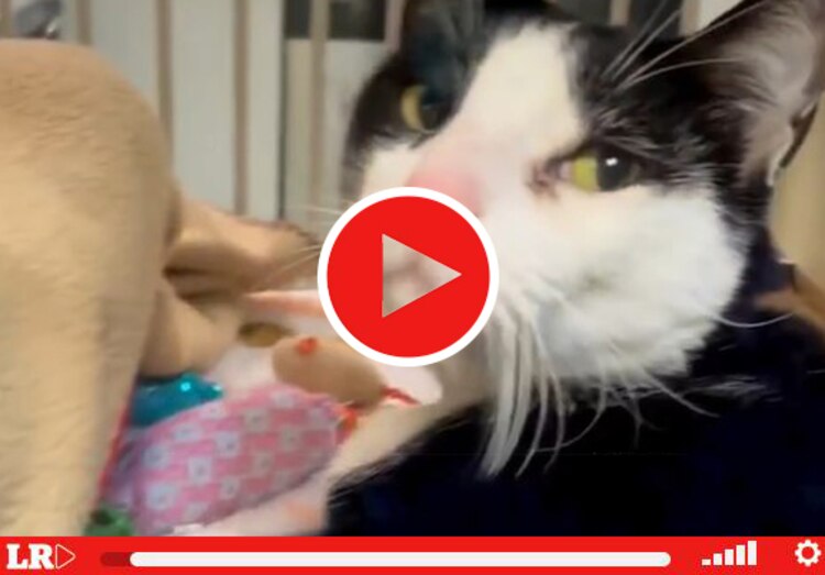 Jerry, el gatito abandonado por ser "demasiado cariñoso"