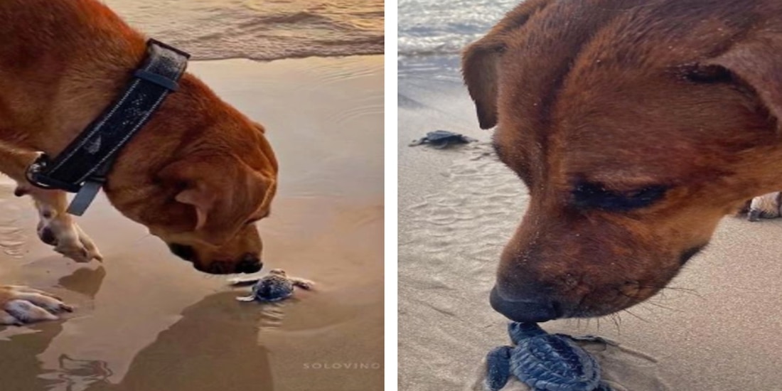 Solovino es el nombre del perrito amigo de las tortugas lora