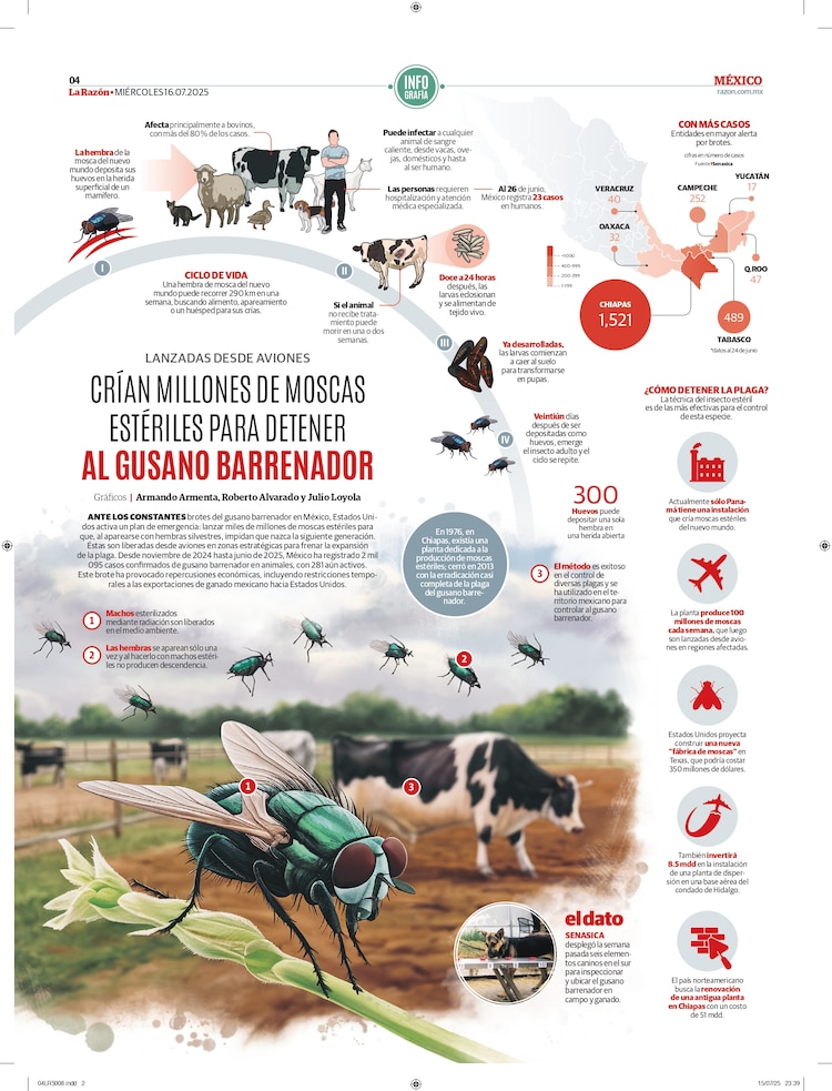 Crían millones de moscas estériles para detener al gusano barrenador