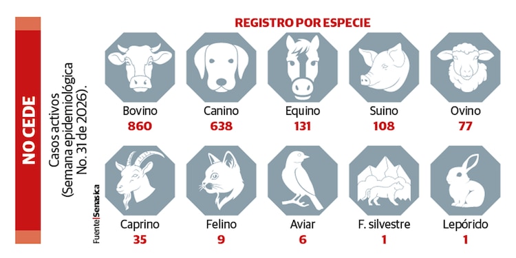 NO CEDE