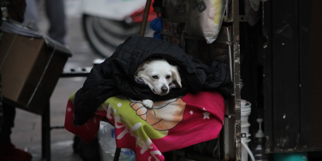 Un perro se cubre del frío con cobijas de una silla en un puesto de periódicos del Centro Histórico, en la CDMX.